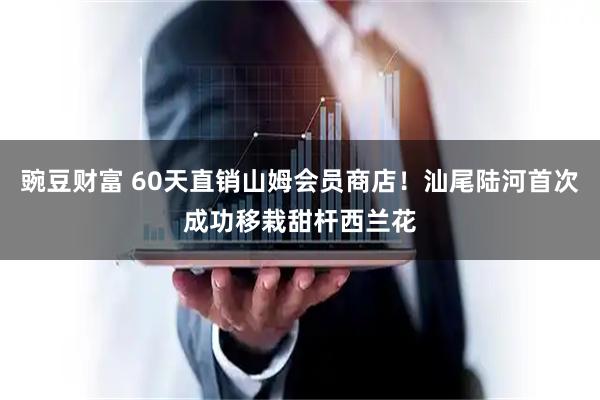 豌豆财富 60天直销山姆会员商店！汕尾陆河首次成功移栽甜杆西兰花